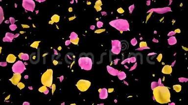飞翔的浪漫的黄<strong>粉色玫瑰</strong>花瓣落在阿尔法孤立回路